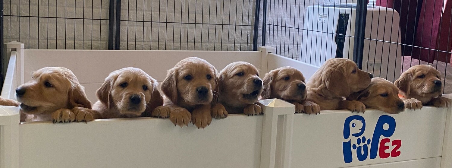 Our Puppies<br>